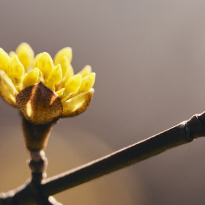 Синоптики пообещали в начале марта погодную лихорадку