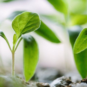 Во Владимире владельцам отправленных под снос дач в СНТ «Полет» отказали в отсрочке