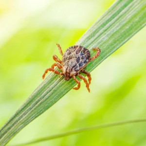 Впервые за несколько лет во Владимирской области энцефалит выявили у ребенка