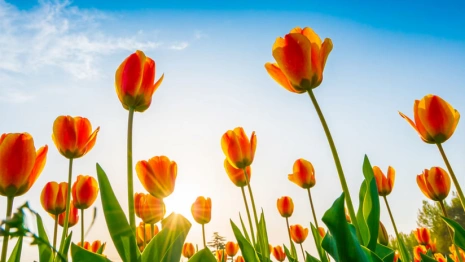 Индексация пенсий и онлайн-переводы. Что изменится во Владимирской области с 1 мая