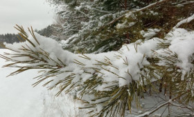 Прогноз погоды во Владимирской области на 1 марта 2026 года