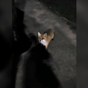 Во Владимирской области пассажиры угостили лису сосиской