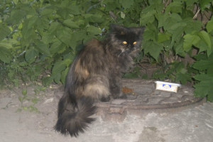 Во Владимирской области построят временные приюты для бездомных животных