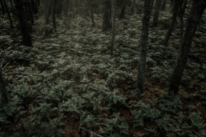 В Коврове 54-летнего мужчину с серыми глазами нашли мертвым