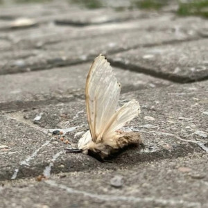 Во Владимирской области установили 11 ловушек на шелкопряда