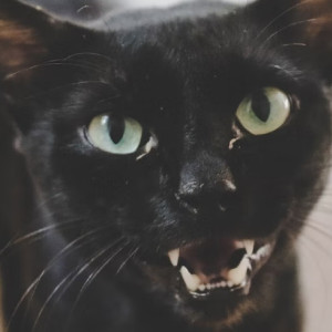 Гайд «День во Владимире». Как уберечься от бешенства и что делать при укусе  