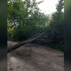 В Коврове рухнувшее дерево перекрыло дорогу на проезде Чкалова