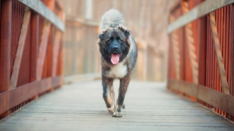В Гусь-Хрустальном районе кавказская овчарка набросилась на 83-летнюю пенсионерку