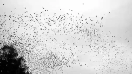 В небе над Владимиром птицы сбились в огромную стаю