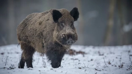 Неизвестные застрелили 4 кабанов в заказнике в Юрьев-Польском