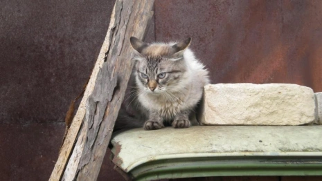 Во Владимире подрядчику по отлову бездомных животных заплатят 600 тыс. рублей