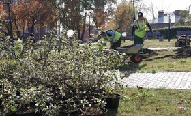 Молодежный сквер во Владимире засадят кленами и сиренью