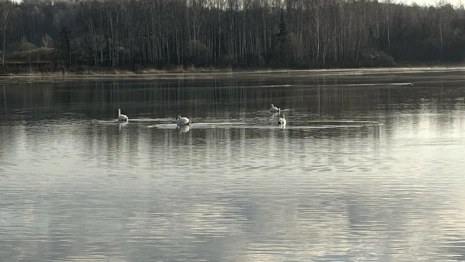 В Собинском районе на пруду заметили белых лебедей