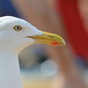 Во Владимирской области ликвидировали последний очаг птичьего гриппа