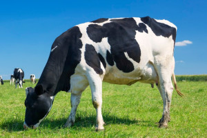 В Гусь-Хрустальном районе отменили карантин по лейкозу крупного рогатого скота