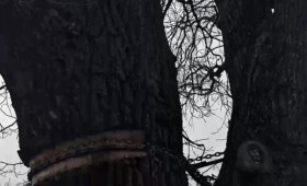 Во Владимире на 100-летнем дубе лопнула металлическая цепь