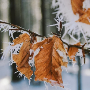 Во Владимирскую область к 23 февраля придут морозы