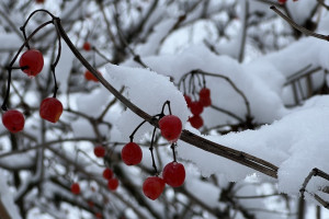 Прогноз погоды во Владимирской области на 12 февраля 2025 года