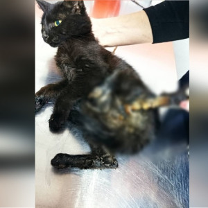 Во Владимире из-под капота машины достали перебитого кота