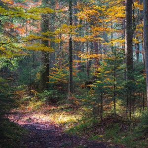 Пропавшего в лесу под Гусь-Хрустальным мужчину нашли живым