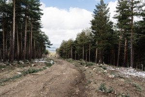 Бастрыкин взял на контроль историю с выдачей участков на бездорожье семьям из Киржача