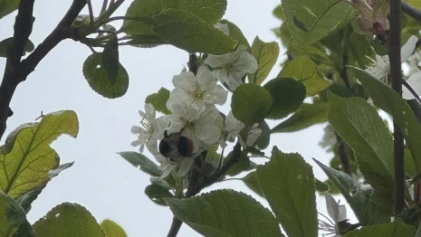 Прогноз погоды во Владимирской области на 22 мая 2025 года