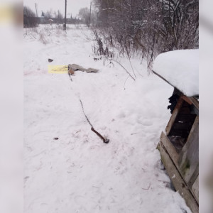 В Меленковском районе волки загрызли собаку