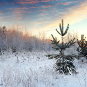 Во Владимирскую область придет аномальное потепление
