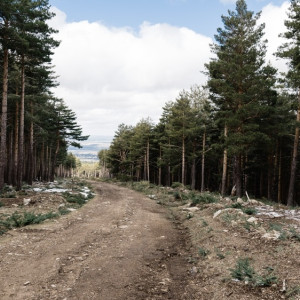 Бастрыкин взял на контроль историю с выдачей участков на бездорожье семьям из Киржача