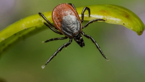 Во Владимирской области 19 жителей подхватили болезнь Лайма от клещей