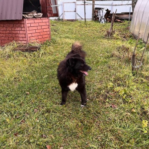 Во Владимирской области пес из приюта нашел дом после 5 лет ожидания 