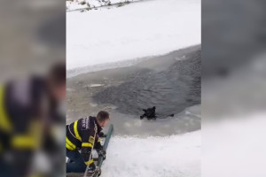 Во Владимирской области из полыньи вытащили собаку