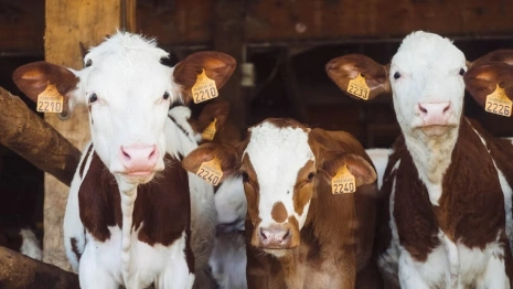 Ферму под Ковровом уличили в масштабном загрязнении воздуха 