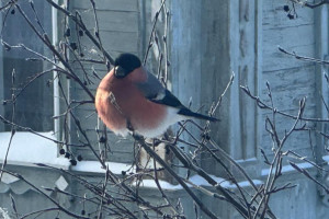 В одном из дворов Владимира заметили снегирей