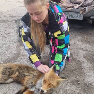 Во Владимире спасли жизнь покалеченной лисе