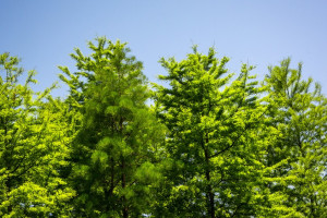 Прогноз погоды во Владимире и области на 27 мая