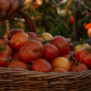 Дачный сезон во Владимирской области. За вьюнок и борщевик грозят крупные штрафы 