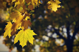 Первые выходные в октябре во Владимирской области пройдут пасмурно и с осадками