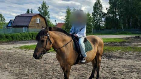 Владелицу конного центра в Киржаче оштрафовали за падение 10-летней девочки с лошади