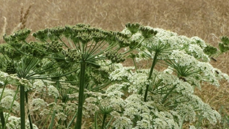 Во Владимирской области нарисуют карту борщевика 