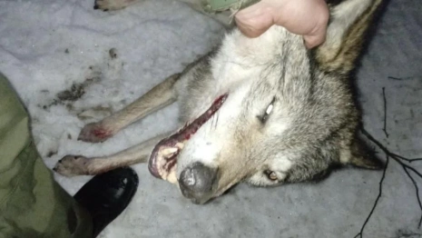 Во Владимирской области убили двух волков