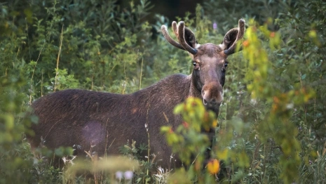 В лесах Владимирской области семья лосей усыновила лисенка