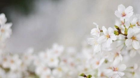 Аномальное тепло установится во Владимирской области 
