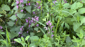 Первые майские праздники во Владимирской области закончатся потеплением