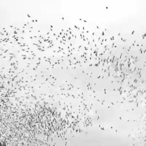 В небе над Владимиром птицы сбились в огромную стаю