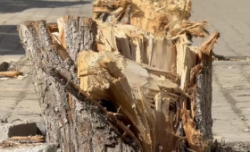 В историческом центре Владимира вандалы спилили молодые деревья