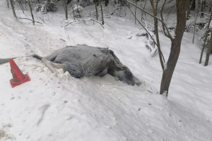 Во Владимирской области за год сбили 128 диких животных