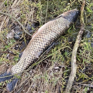В реке Бакава в Юрьев-Польском районе массово погибла рыба
