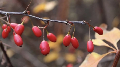 Во Владимирскую область завезли 122 тыс. саженцев белорусской голубики и барбариса