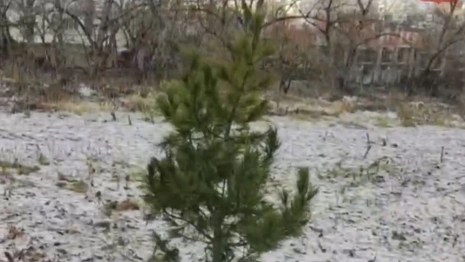 Во Владимире высадили привезенные из Алтая кедры